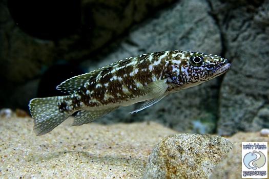 Lepidiolamprologus kendalli